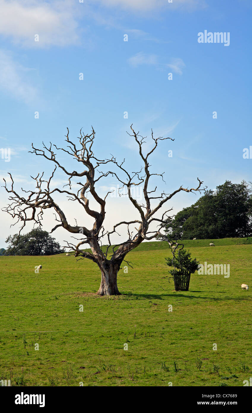 Toter Baum in grünen Wiese Stockfoto