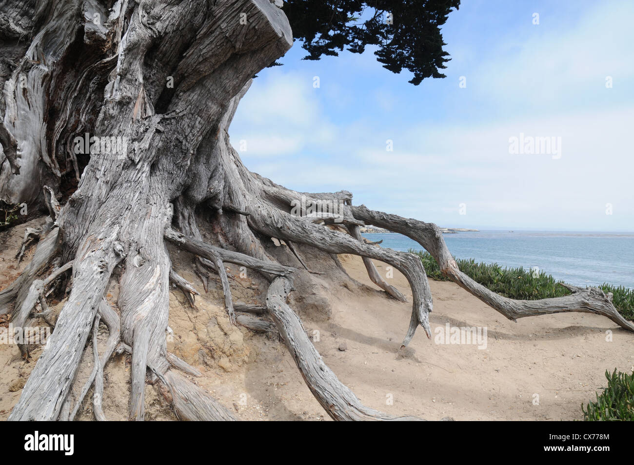 Cypress Tree Wurzeln auf der Küste von Kalifornien Stockfoto
