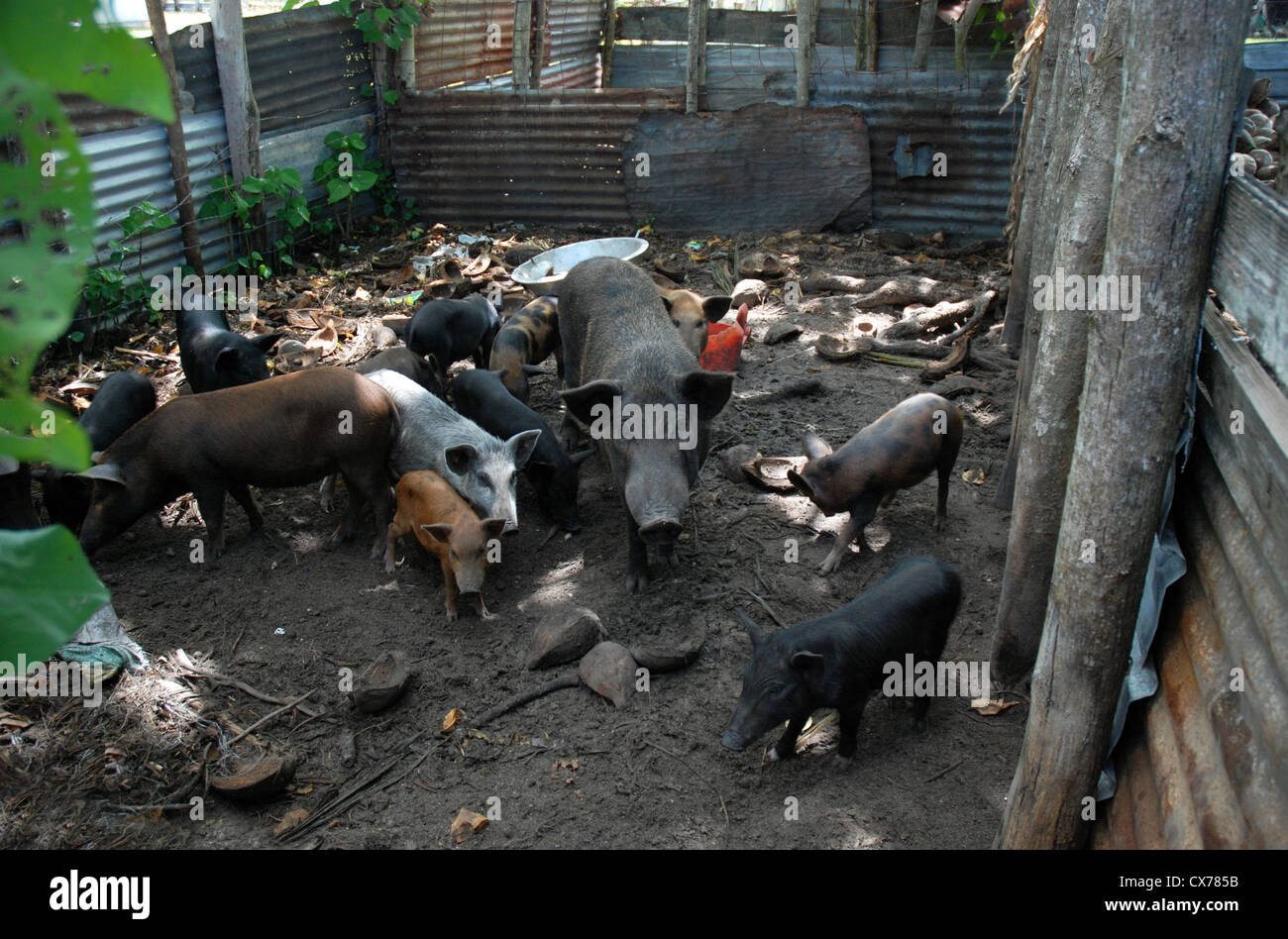 Schweine und Ferkel, Tonga Stockfoto