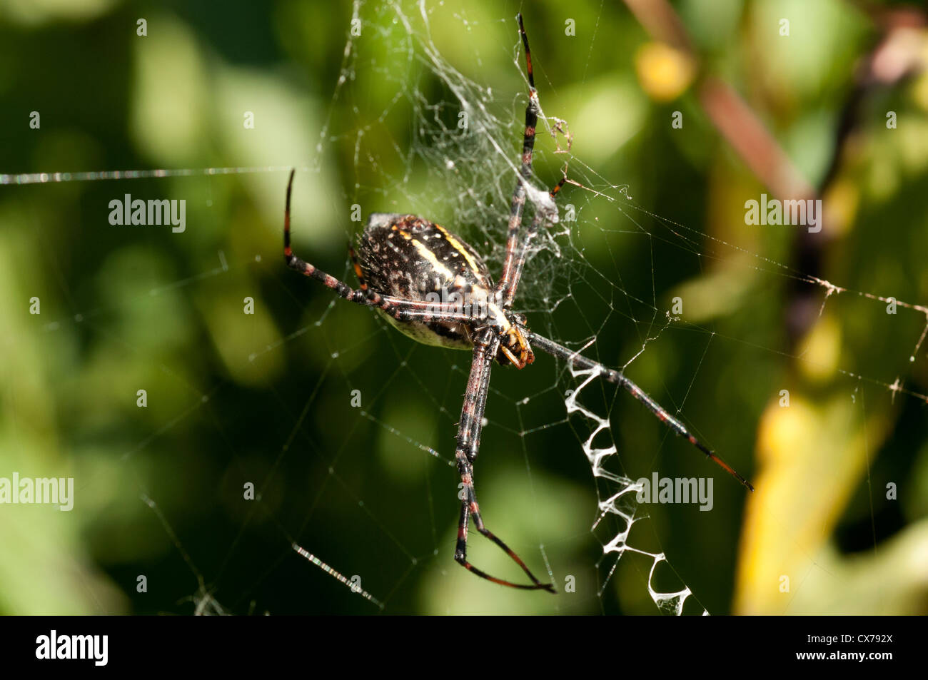 Große Gareden Spider Web. Stockfoto