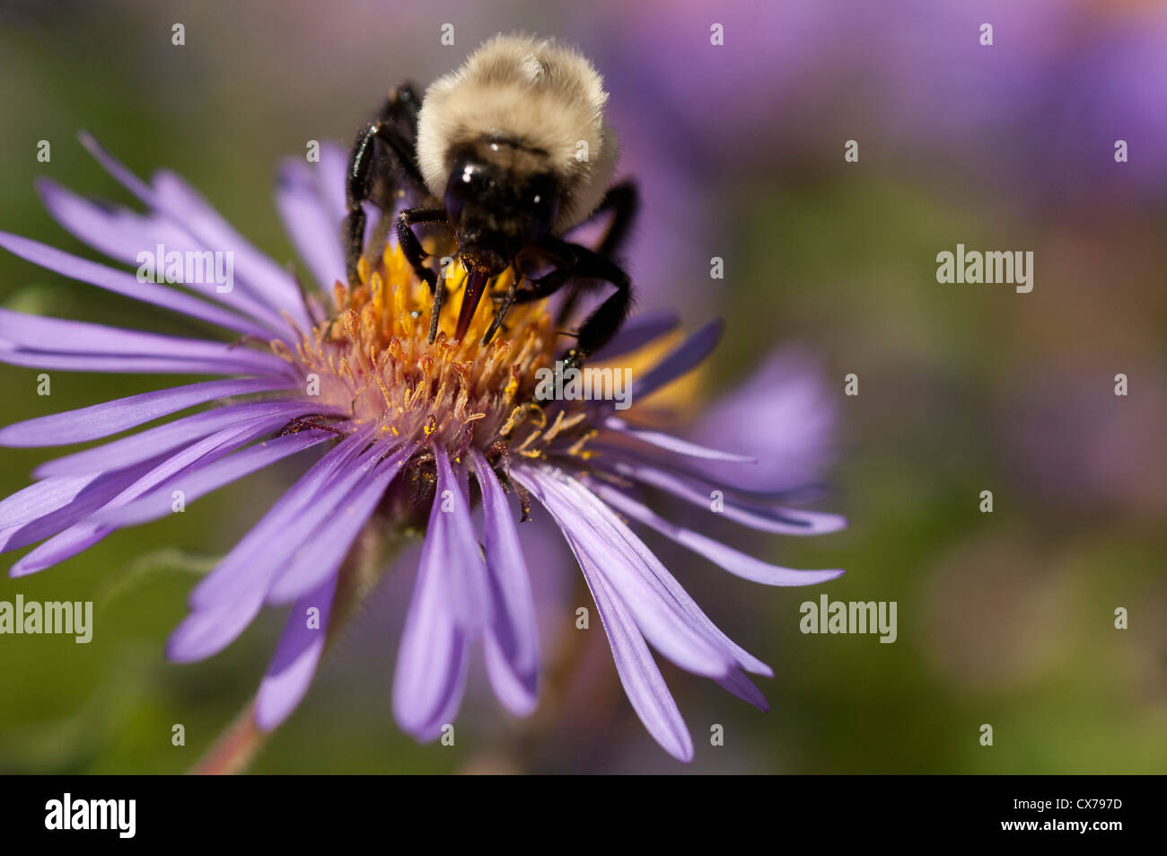 Bienen sammeln Pollen von Astern. Stockfoto