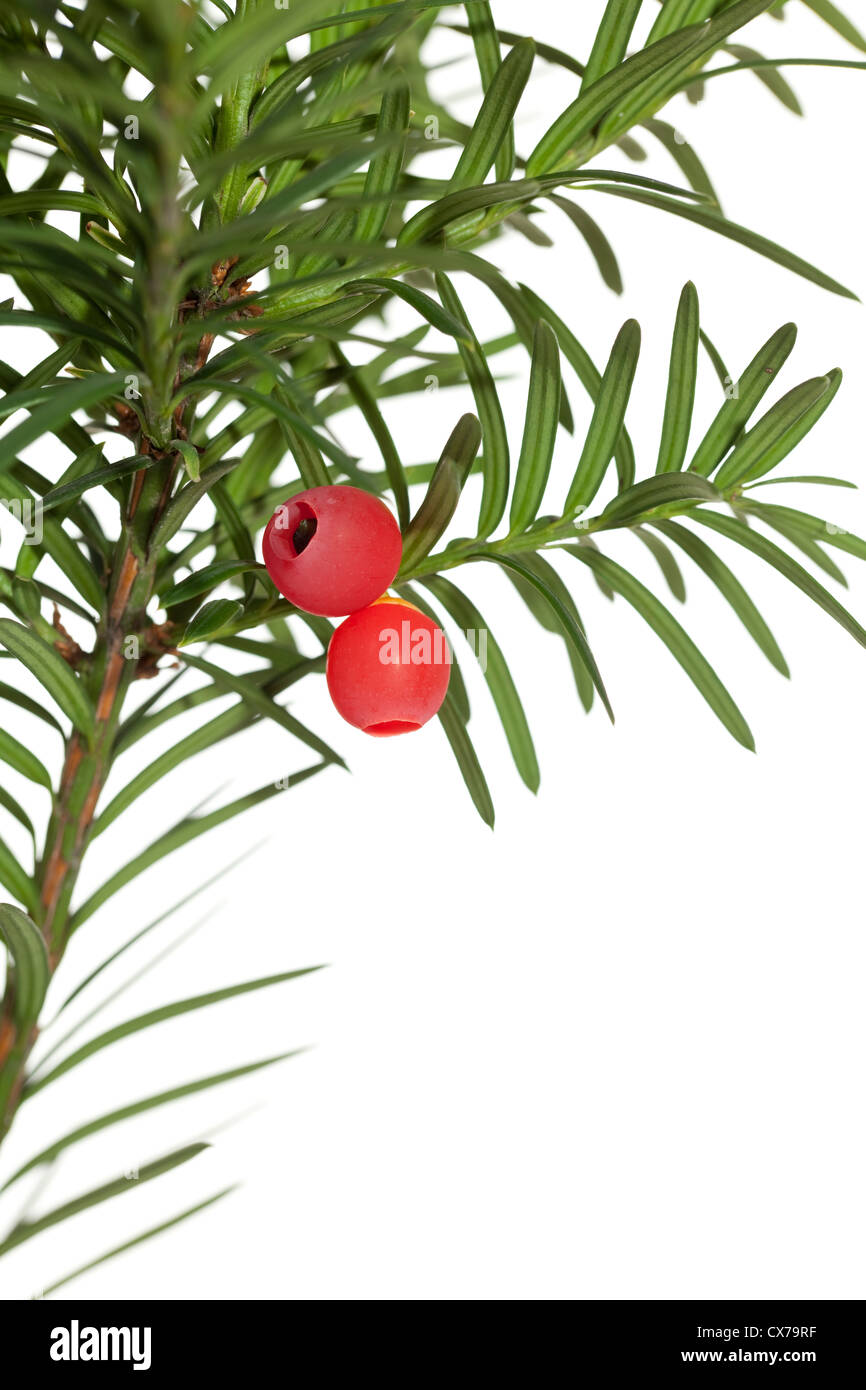 rote Früchte eines Nadel-Baumes als Hintergrund Stockfoto