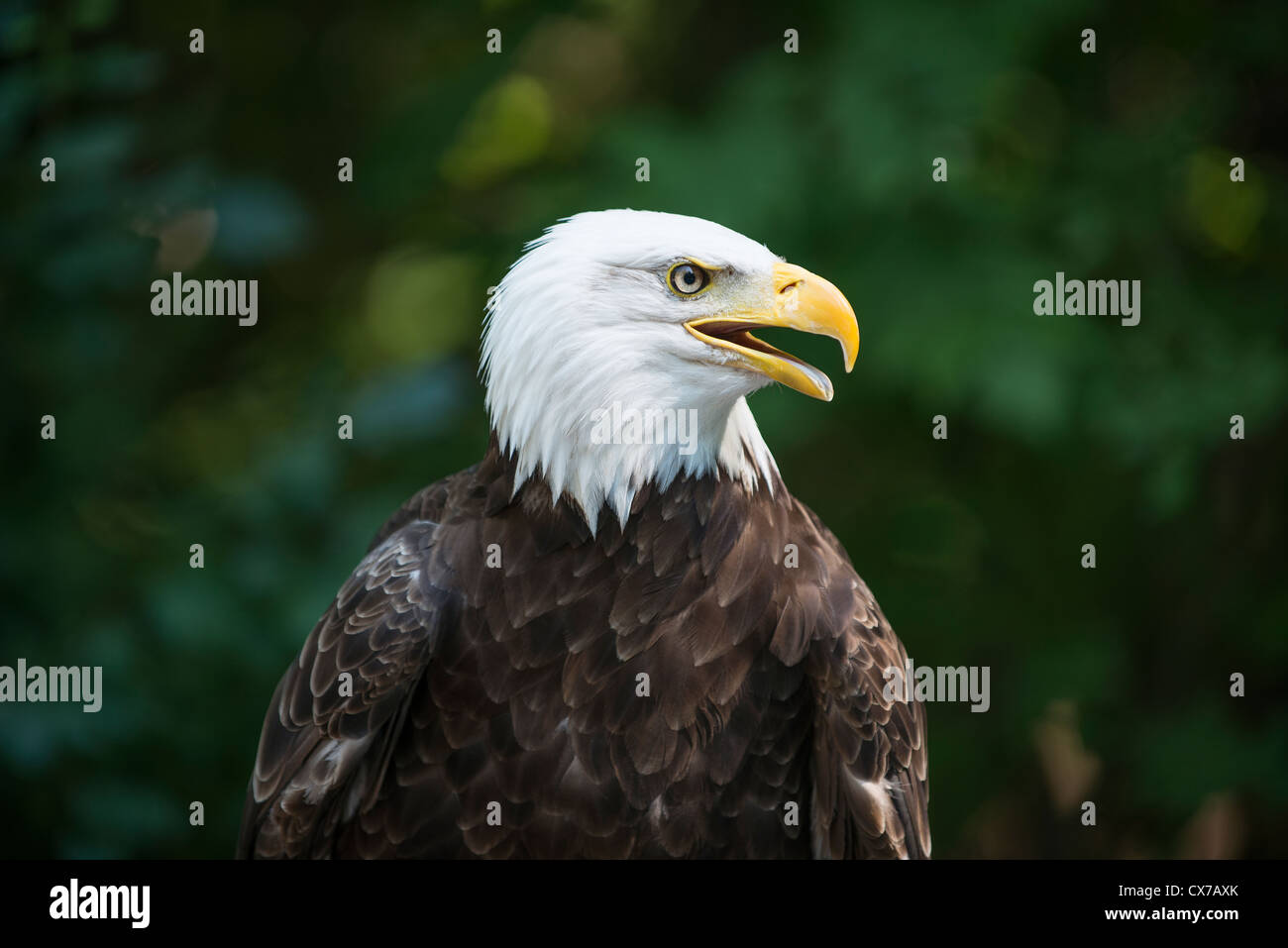 American Eagle Stockfoto