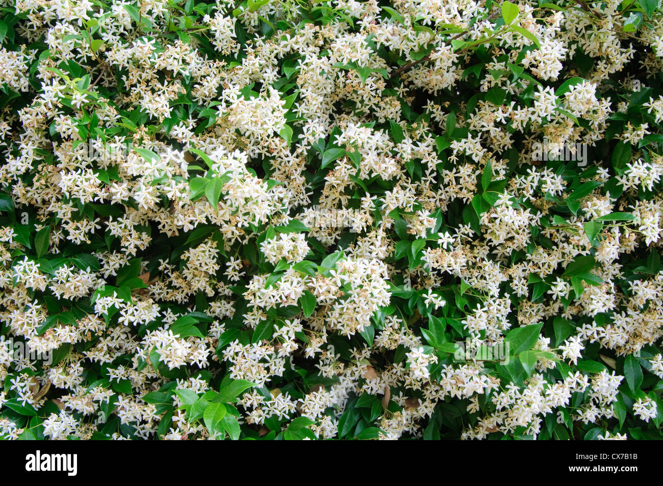 Italien, Lombardei, Star Jasmin, Trachelospermum Jasminoides Stockfoto