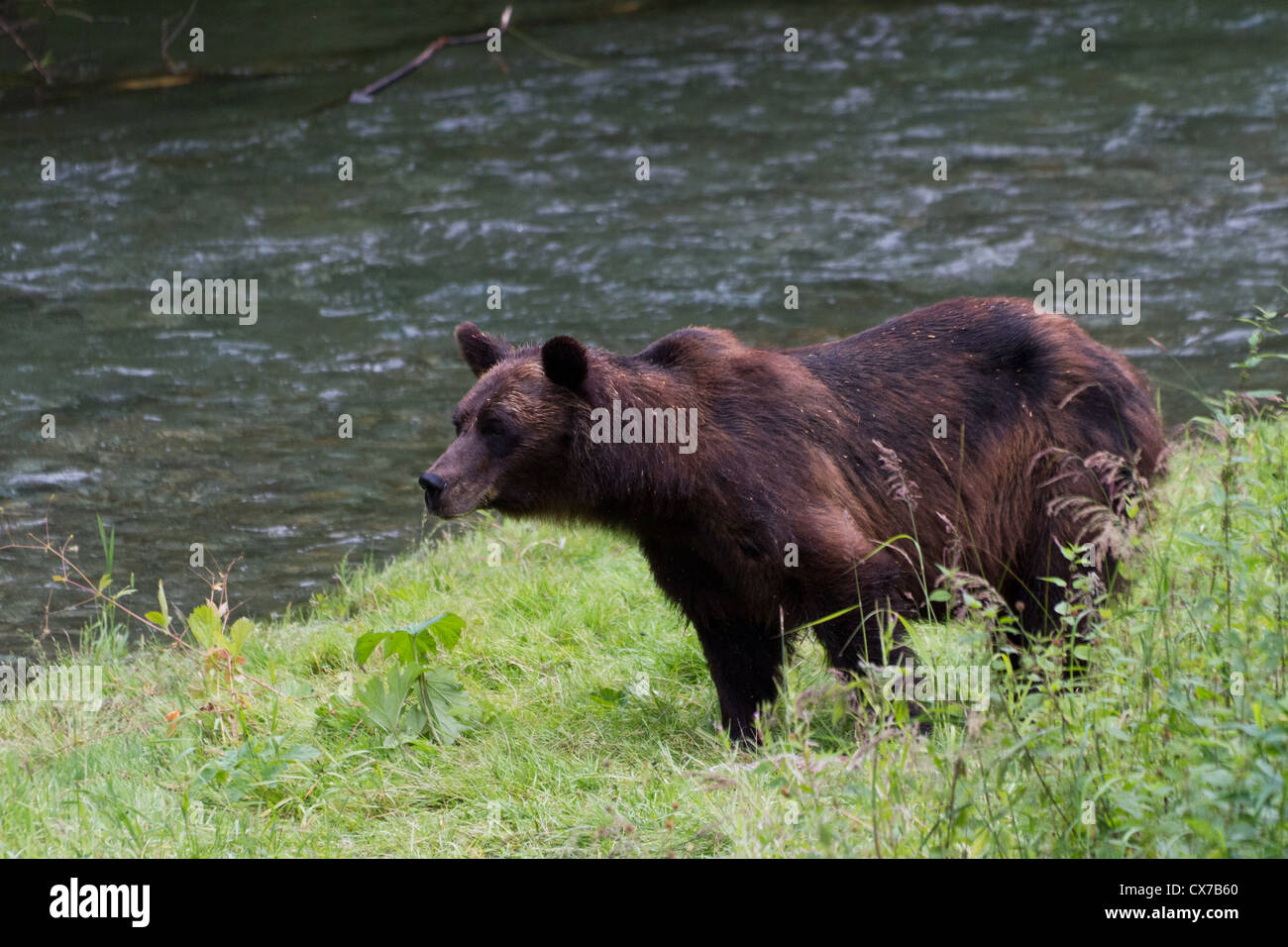 Grizzly Bear Fang von Lachs in Hyder Alaska Stockfoto