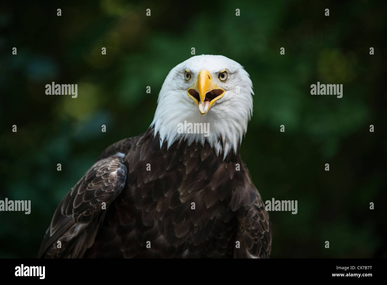 American Eagle Stockfoto