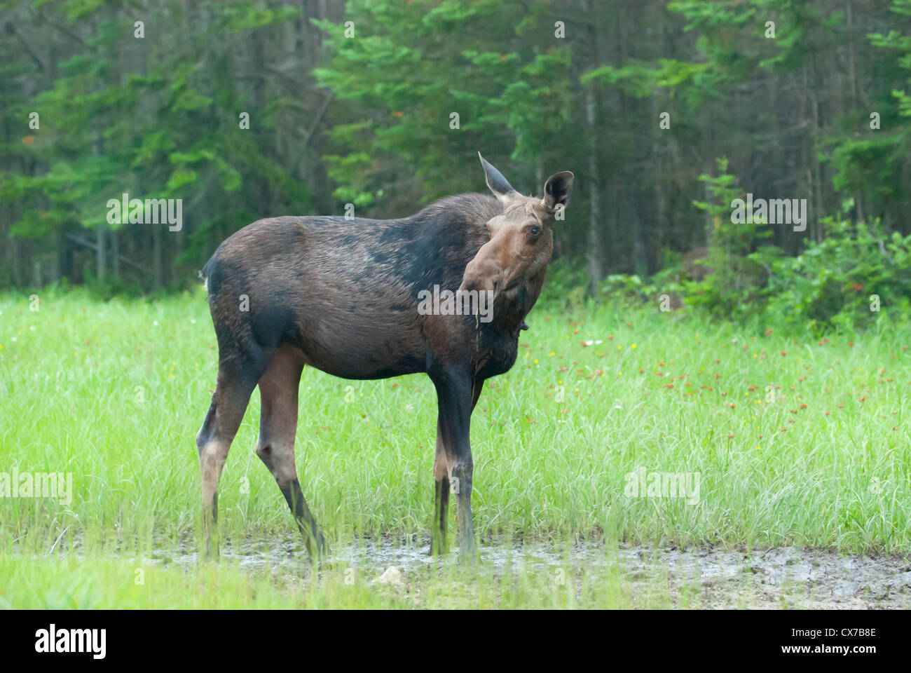 Elche im Wald Stockfoto