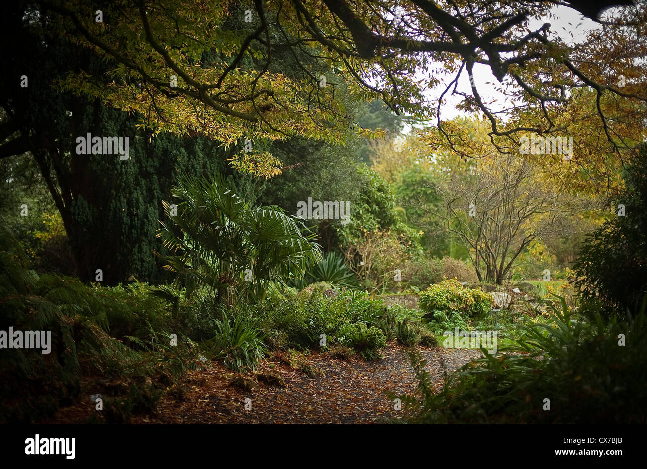 Wild-Garten im Herbst-Licht Stockfoto