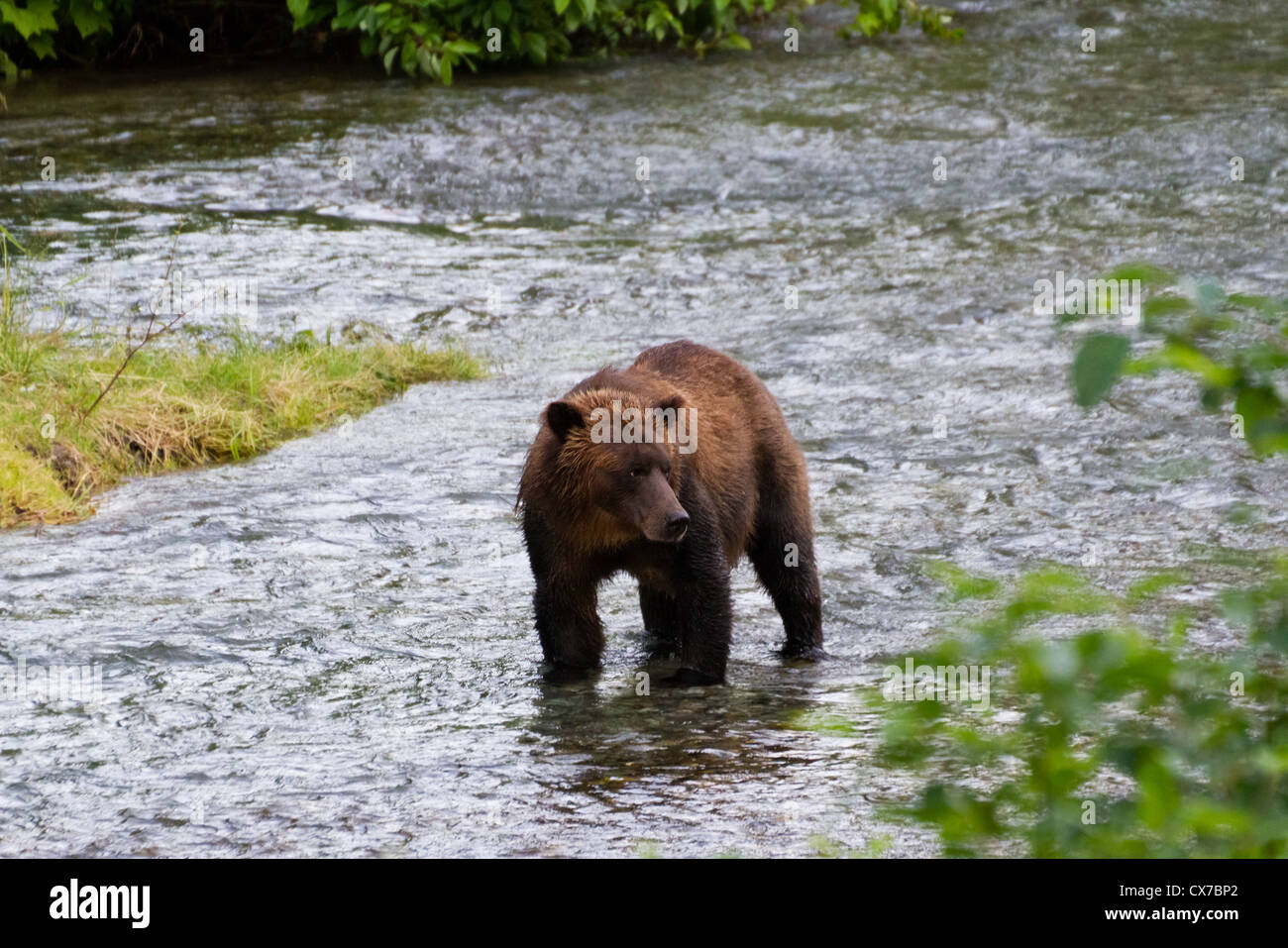 Grizzly Bear Fang von Lachs in Hyder Alaska Stockfoto