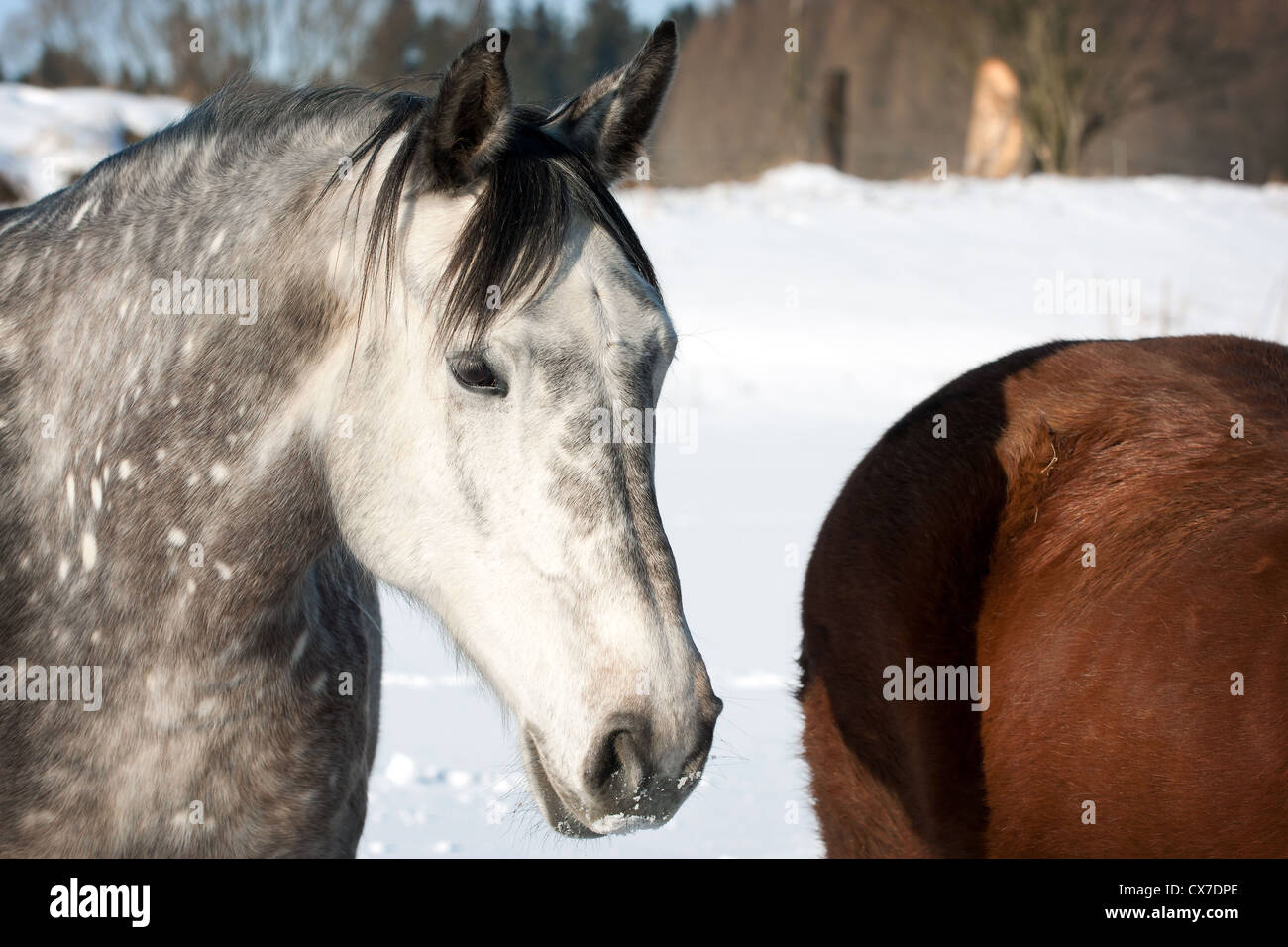 Herde stehende Pferde im winter Stockfoto