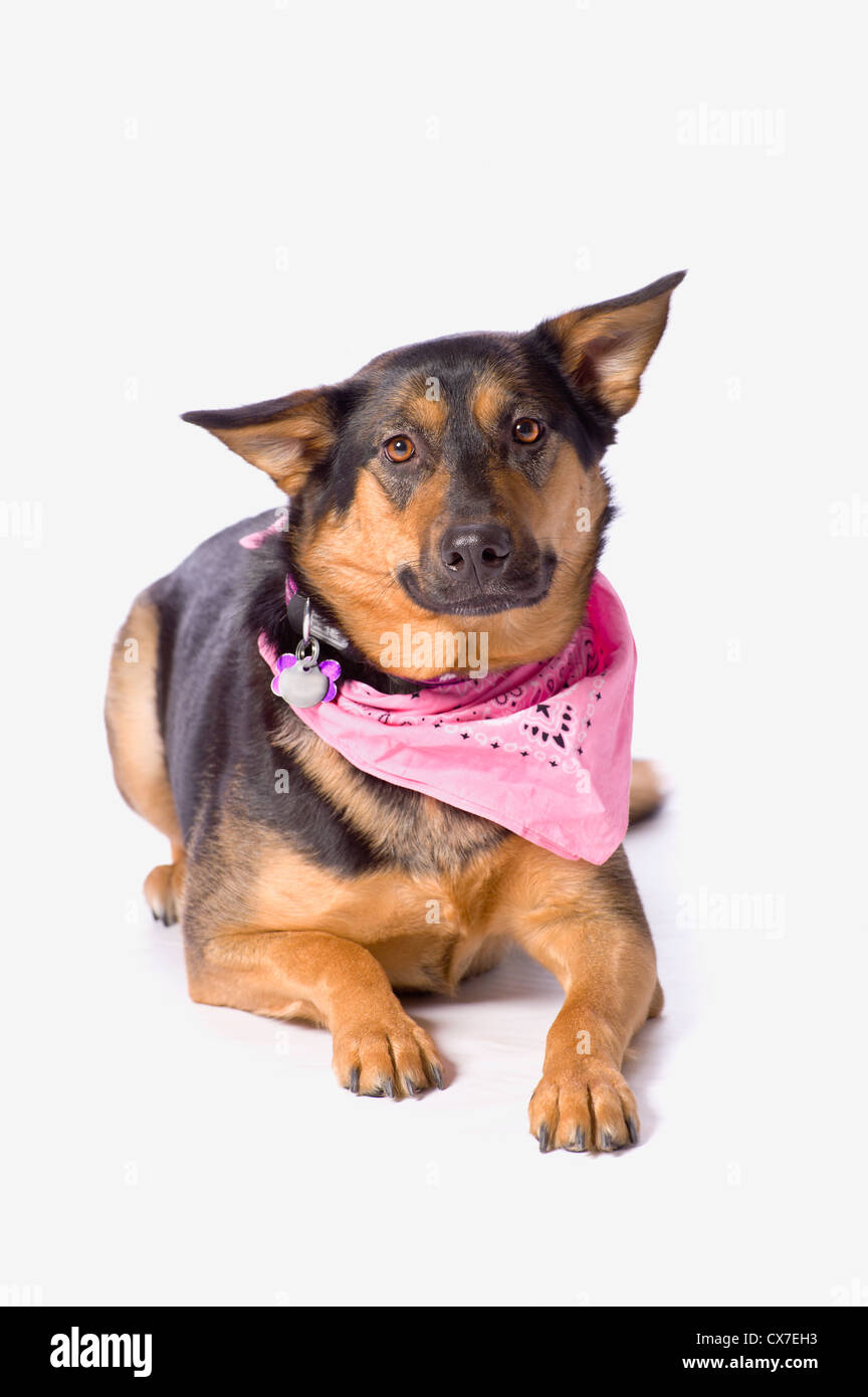 Weiblicher Schäferhund auf weißem Grund; St. Albert, Alberta, Kanada Stockfoto