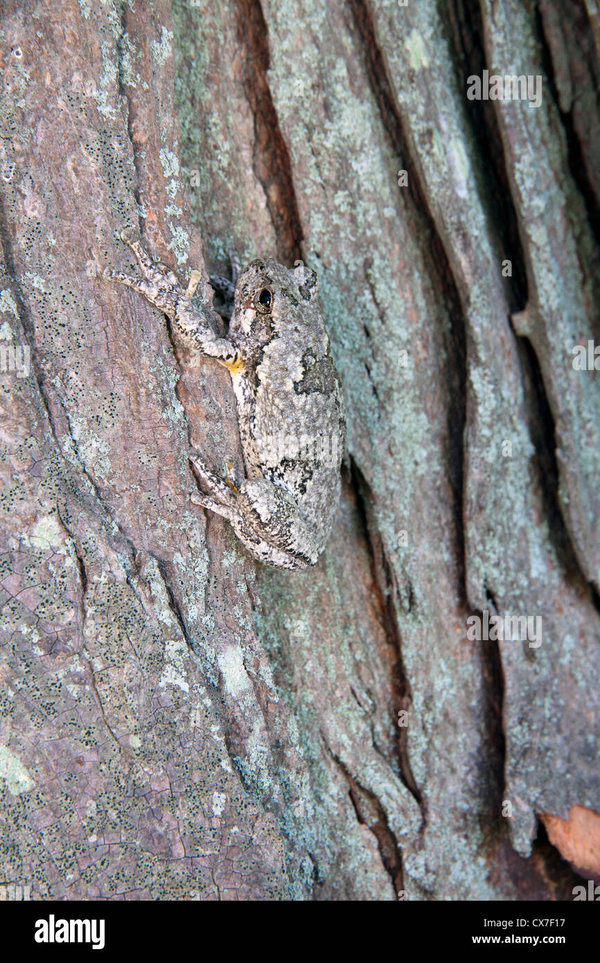 Gemeinsamen grau Laubfrosch Hyla versicolor getarnt auf Rinde Shagbark HIckory Carya Ovata E USA Stockfoto