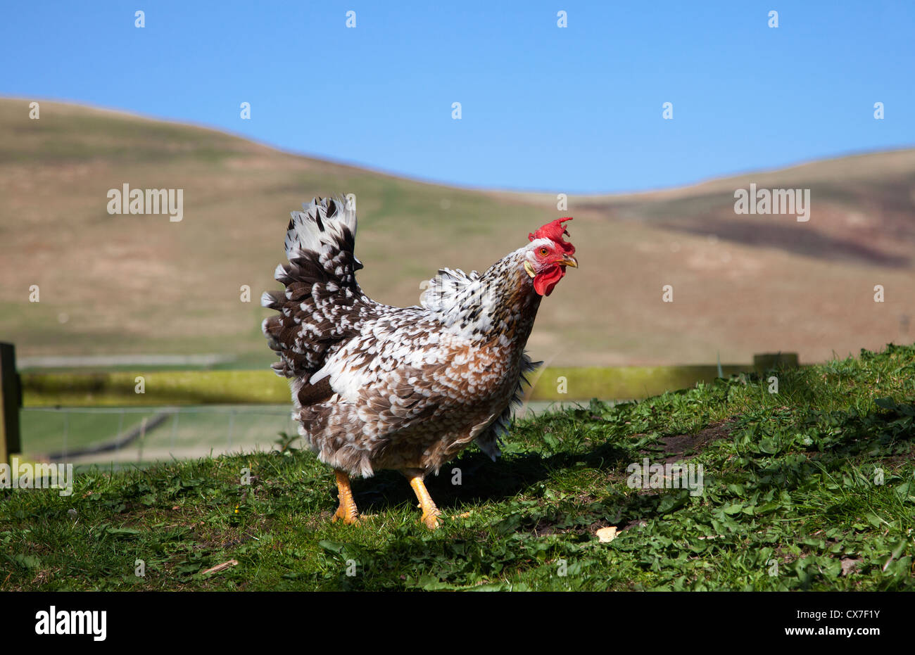 Ein Hahn; Northumberland, England Stockfoto