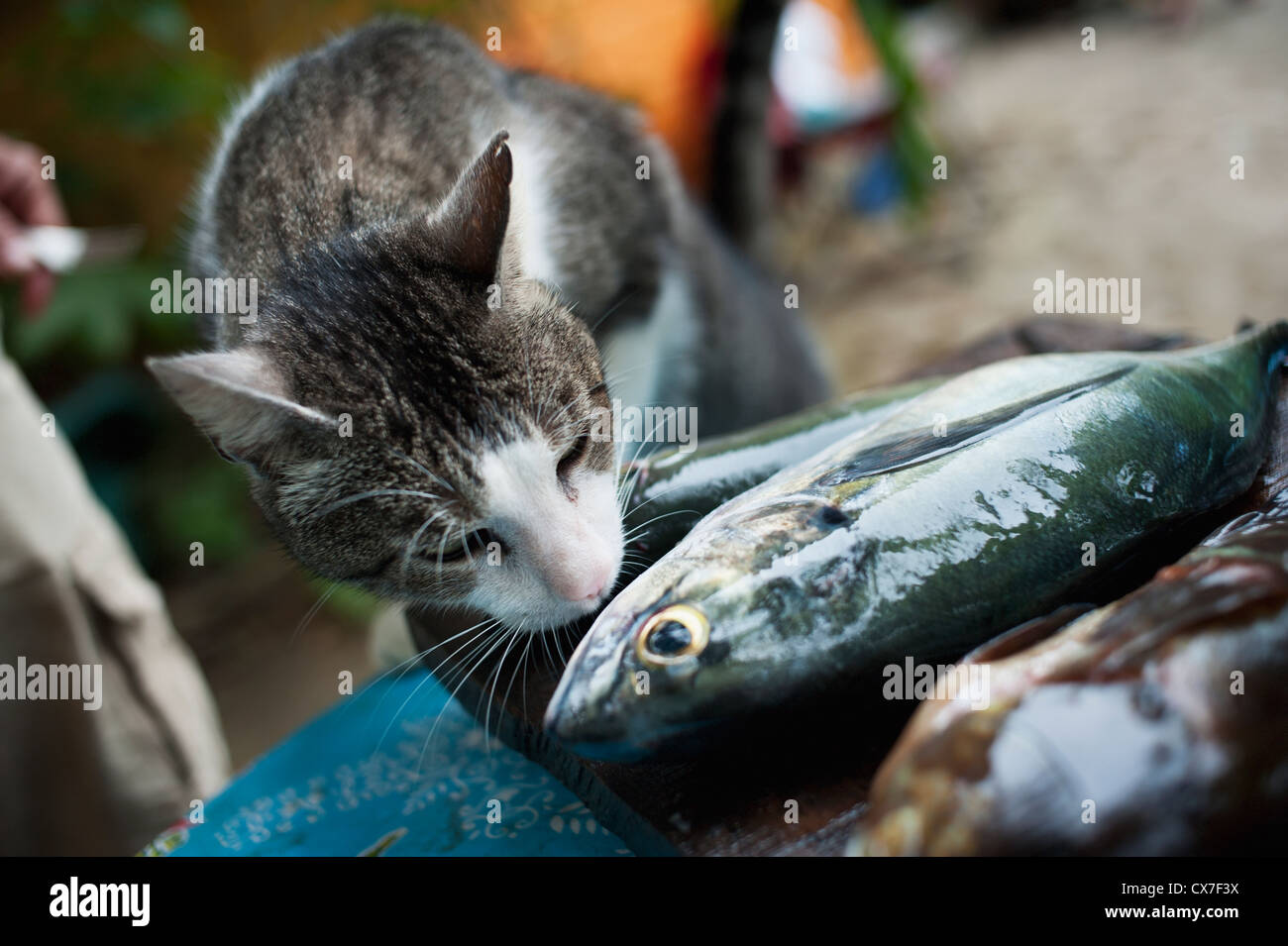 Eine Katze schnüffelt ein toter Fisch; Yelapa, Jalisco, Mexiko Stockfoto