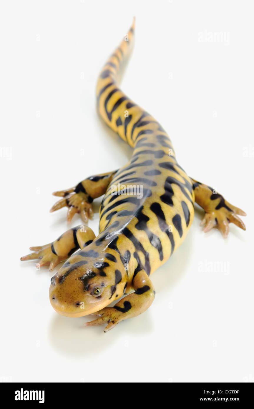 Tiger Salamander auf weißem Hintergrund; Alberta, Kanada Stockfoto