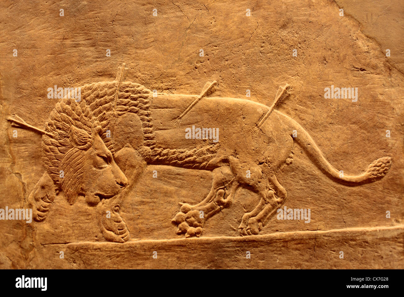 Geschnitzte Relief des Löwen Jagd (Assyrien, 645 v. Chr.), British Museum, London, UK Stockfoto
