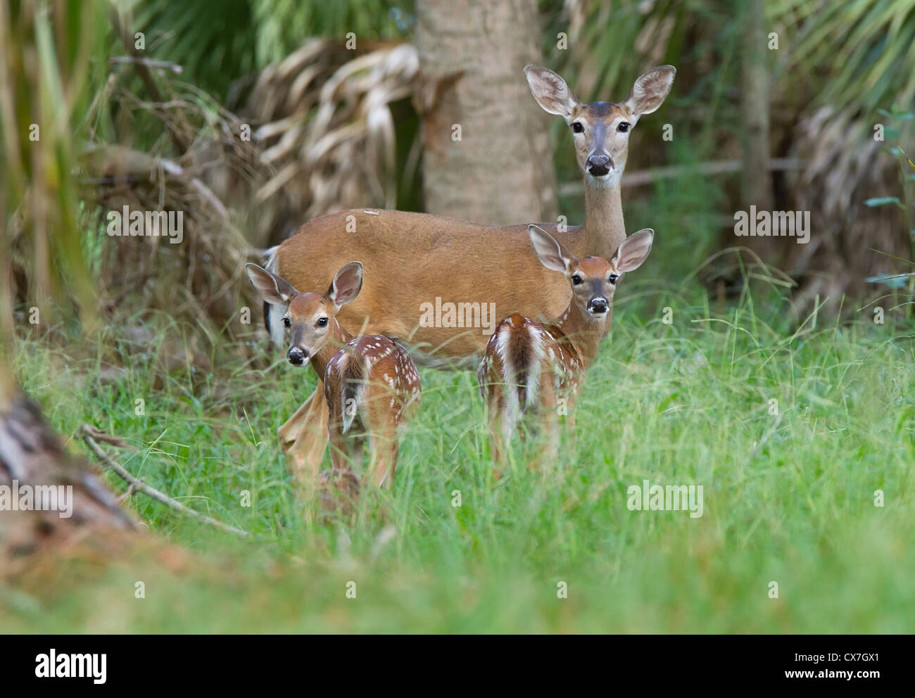 Familie von Whitetail Deer einschließlich Mutter und zwei Kitze Stockfoto