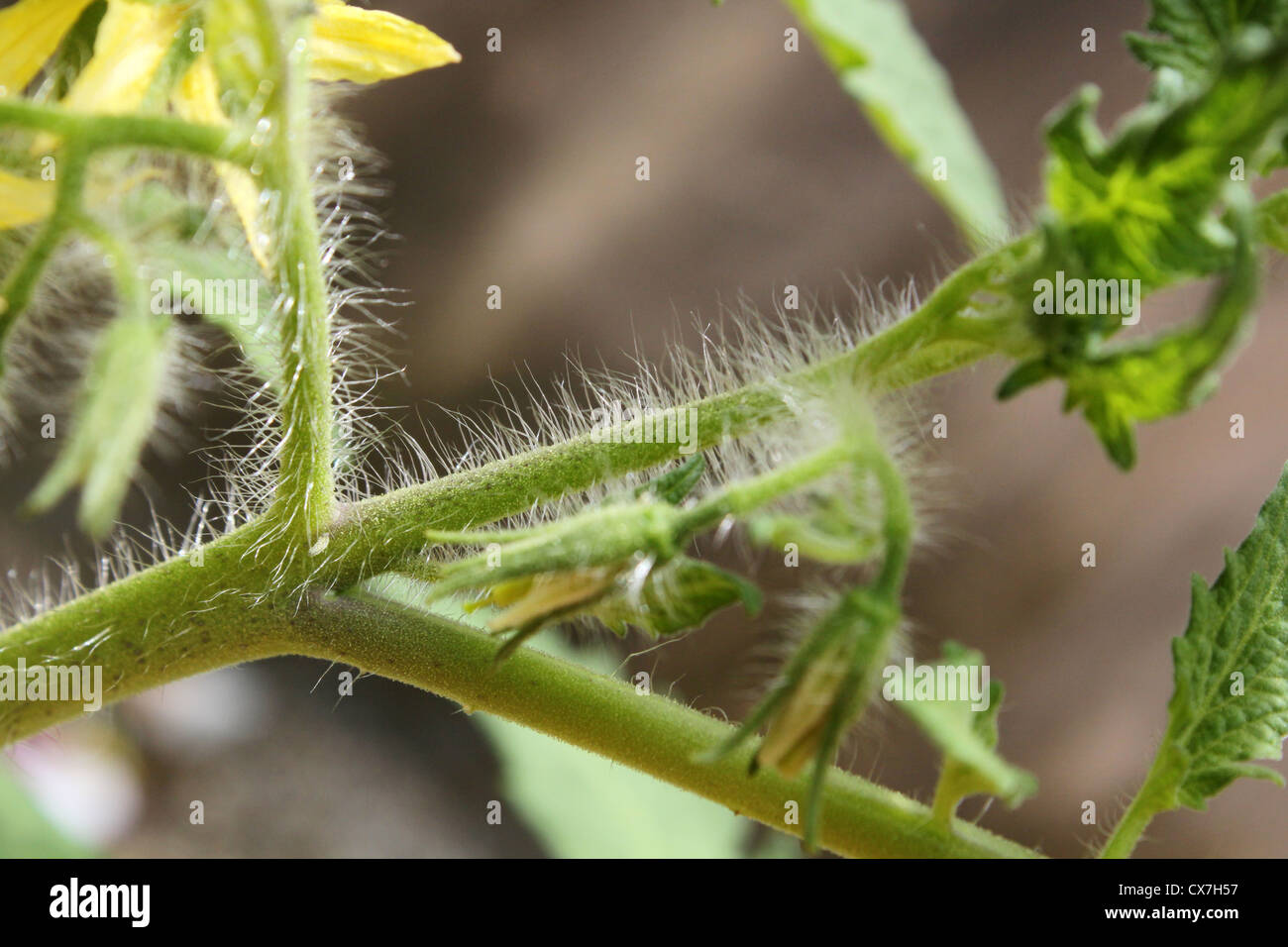 Drüsenhaare oder Trichome auf dem Stamm einer gewachsenen Tomate Stockfoto