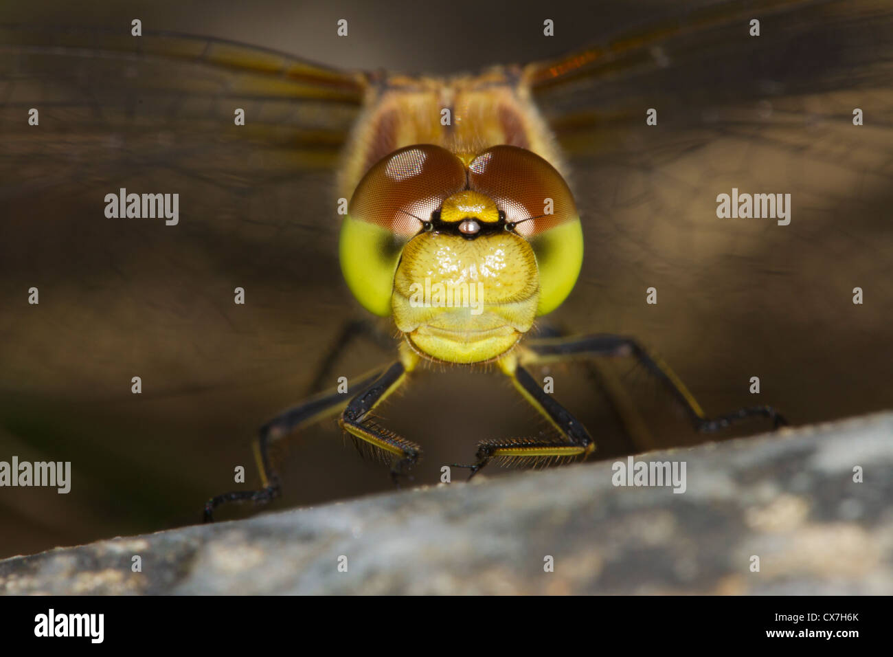 Kopfschuss von einem männlichen gemeinsame Darter (Sympetrum Striolatum) Stockfoto