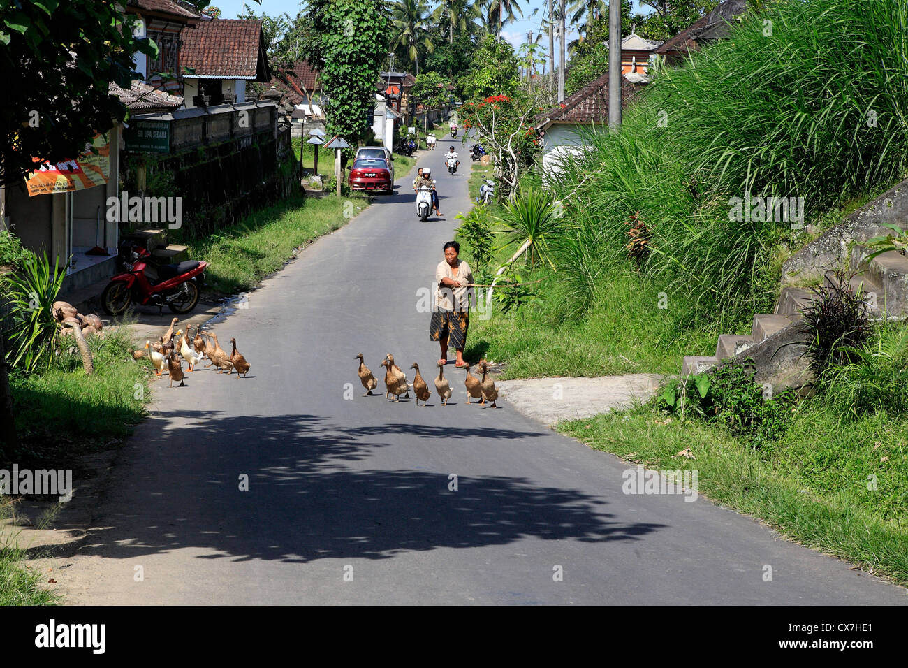 Die Hauptstraße in einem kleinen Dorf in Bali. Eine Frau Herden ihre Enten im Vordergrund. In der Nähe von Ubud. Bali, Indonesien Stockfoto