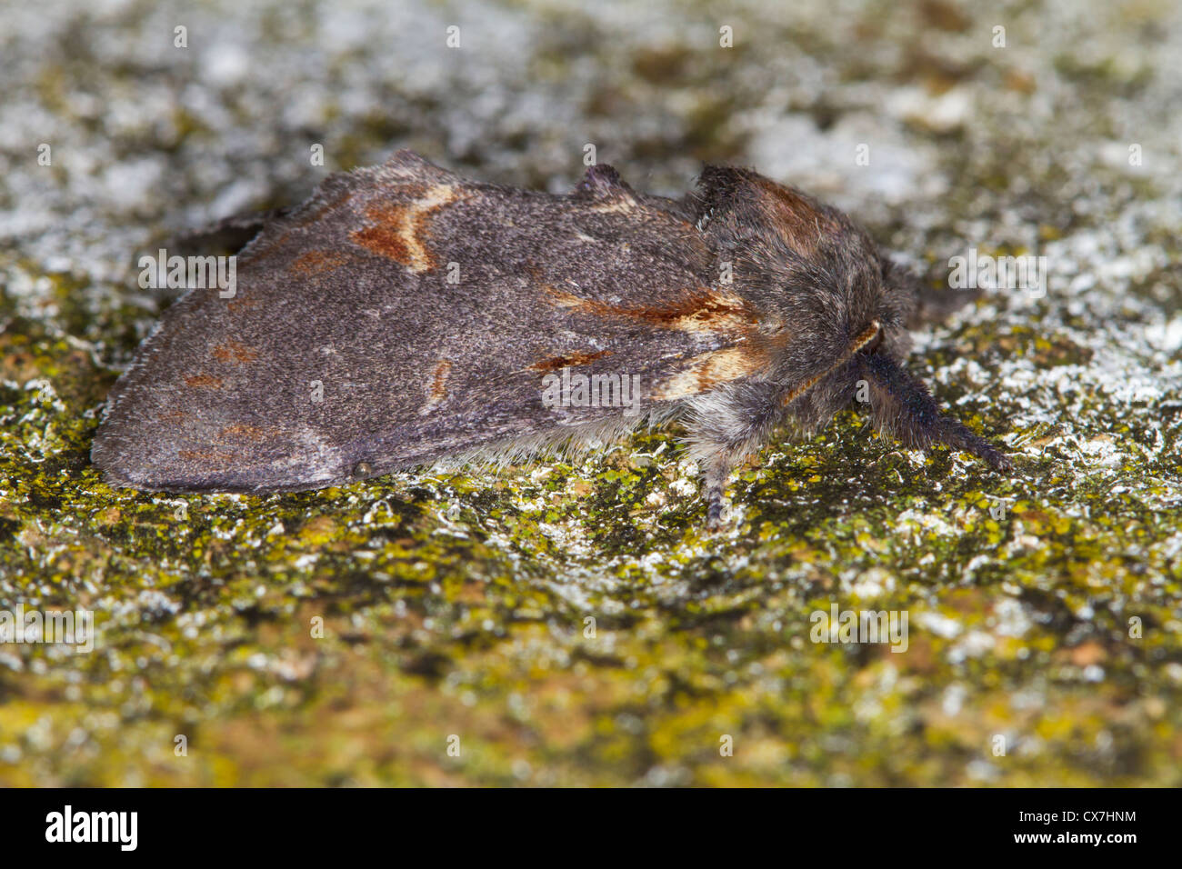 Eisen-Prominent (Notodonta Dromedarius)-Motte Stockfoto