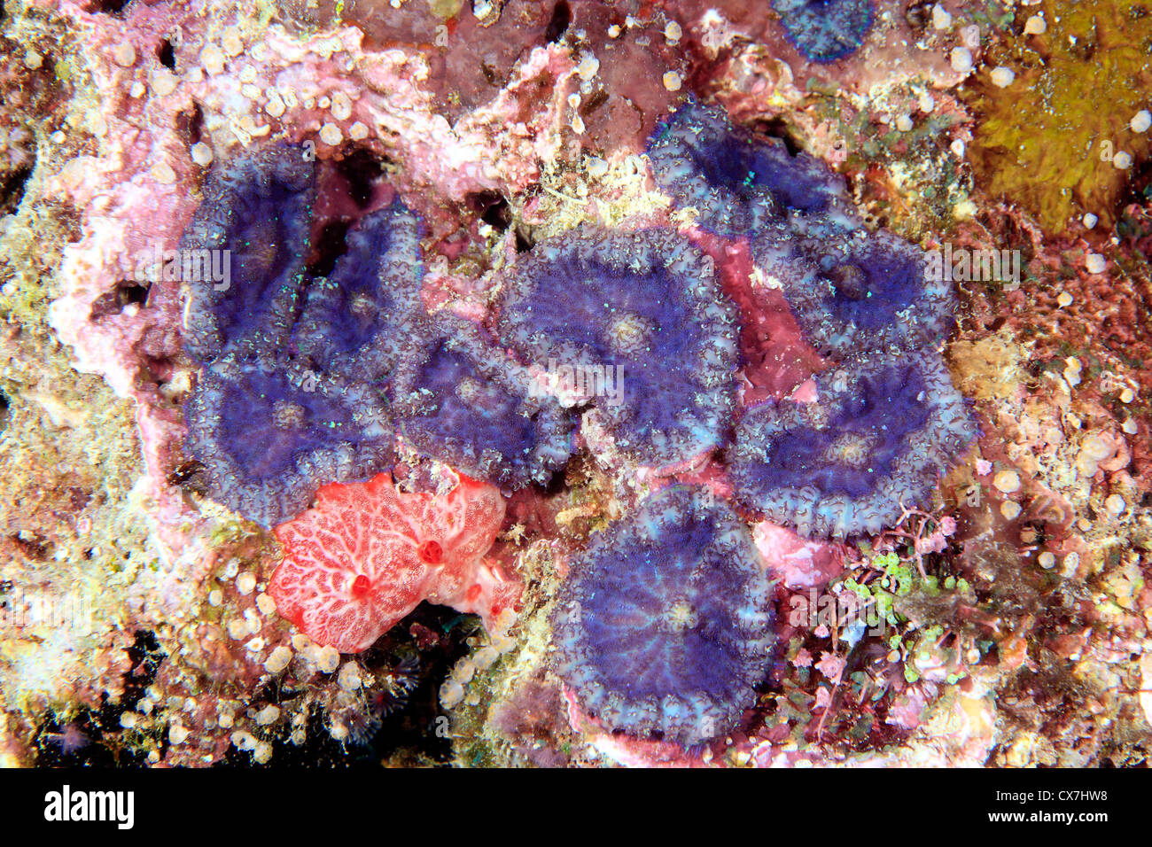 Lila Corallimorpharians oder Corallimorph, Discosoma sp oder Actinodiscus sp, auf dem Riff. Stockfoto