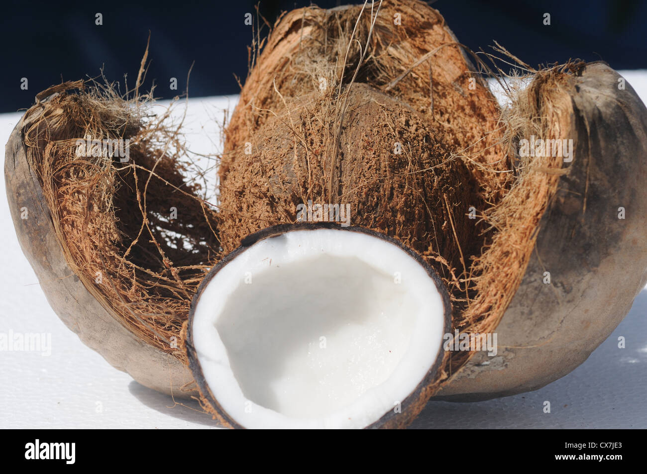 Kokosnuss die Kokospalme, Cocos Nucifera, ist ein Mitglied der Familie Palmsonntag (Palmenart). Stockfoto