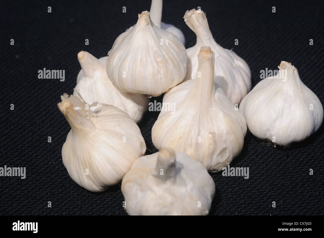 Knoblauch Allium Sativum, Knoblauch, umgangsprachlich ist eine Art der Gattung Zwiebel Stockfoto