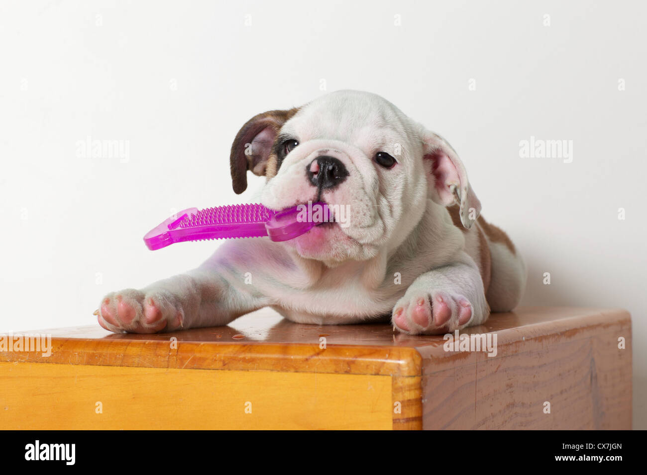 Englische Bulldogge Welpen mit rosa Rubber Bone Stockfoto