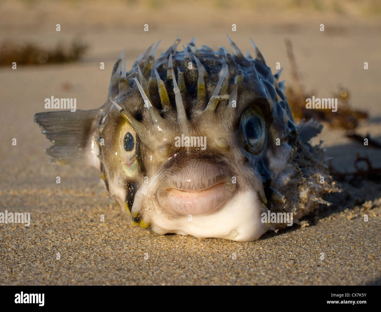 Igelfisch (Diodon Holocanthus) auf sand Stockfoto