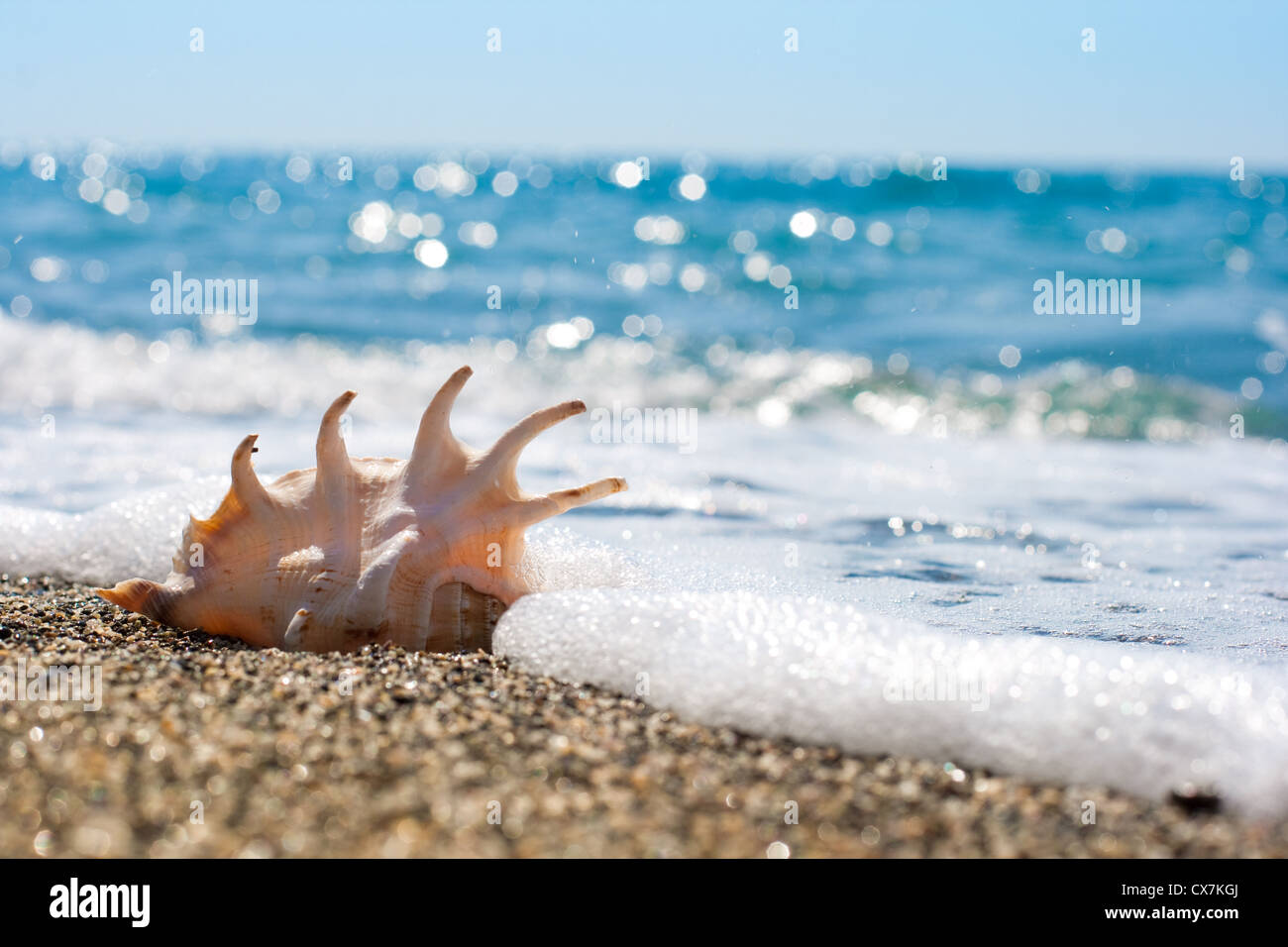 Muschel auf dem Sand der Küste Stockfoto