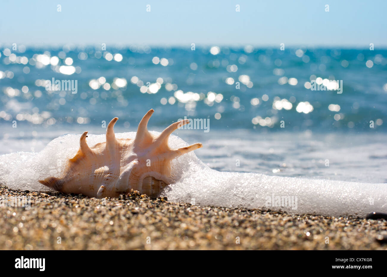 Muschel auf dem Sand der Küste Stockfoto