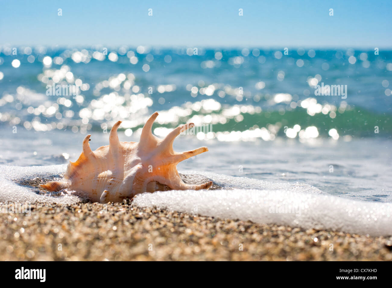 Muschel in der Brandung und den Sand der Küste Stockfoto