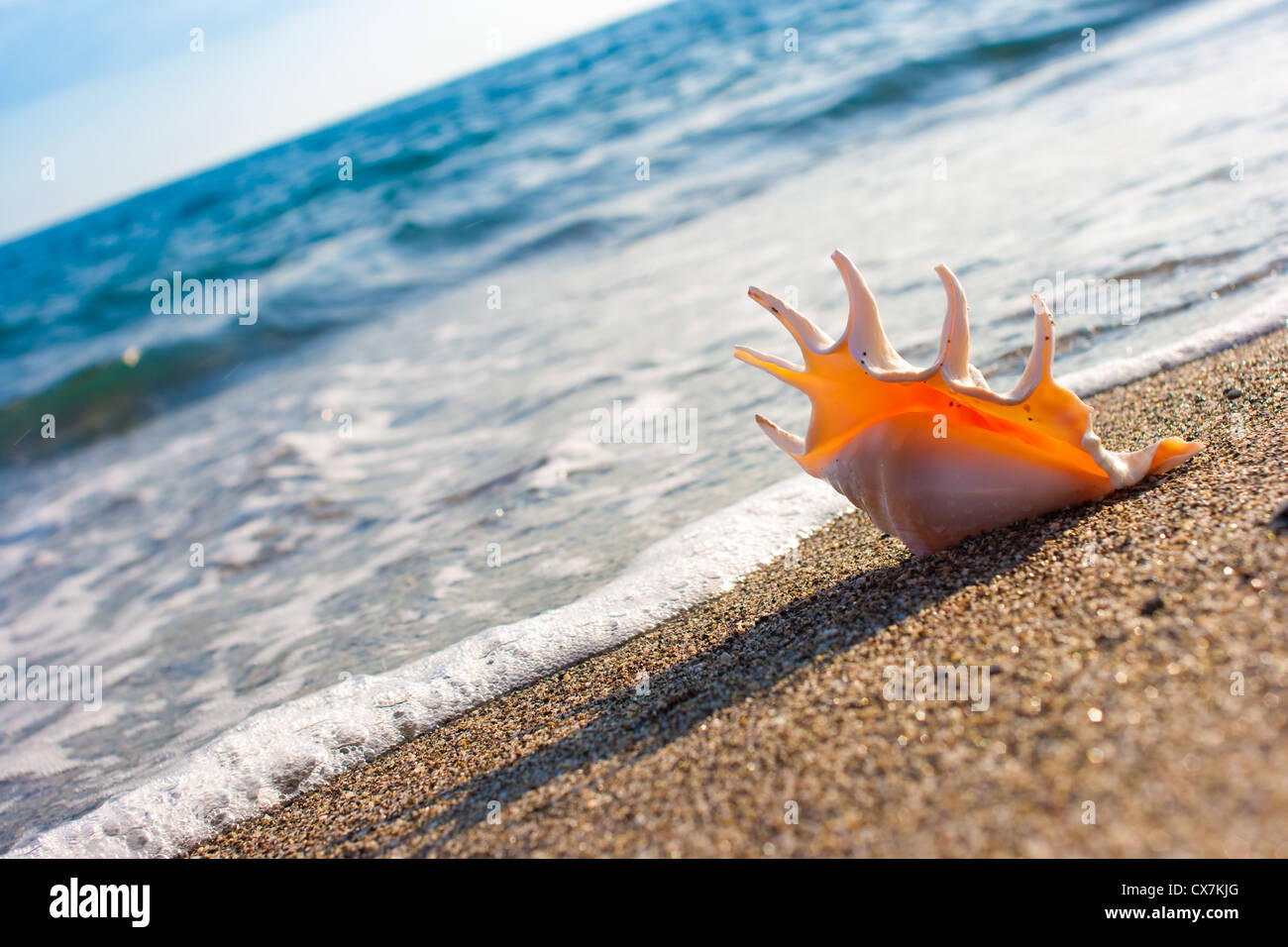 Muschel auf dem Sand der Küste Stockfoto