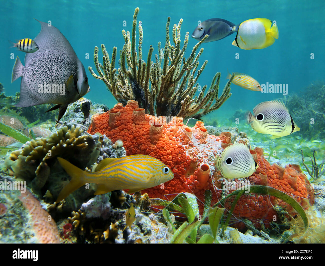 Unterwasser Farben der Unterwasserwelt in einem Korallenriff, Karibik Stockfoto