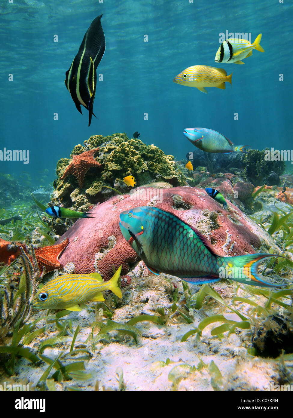 Bunte tropische Fische mit Korallen und Seesterne unter Wasser in der Karibik Stockfoto