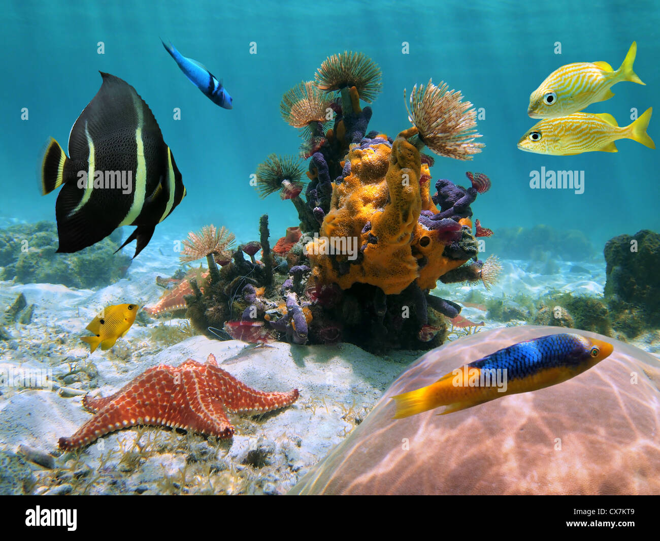 Farbenfrohe Unterwasserwelt Unterwasserwelt auf dem Meeresboden mit marine Würmer, Schwämme, Seesterne, Korallen und tropischen Fischen, Karibik, Stockfoto