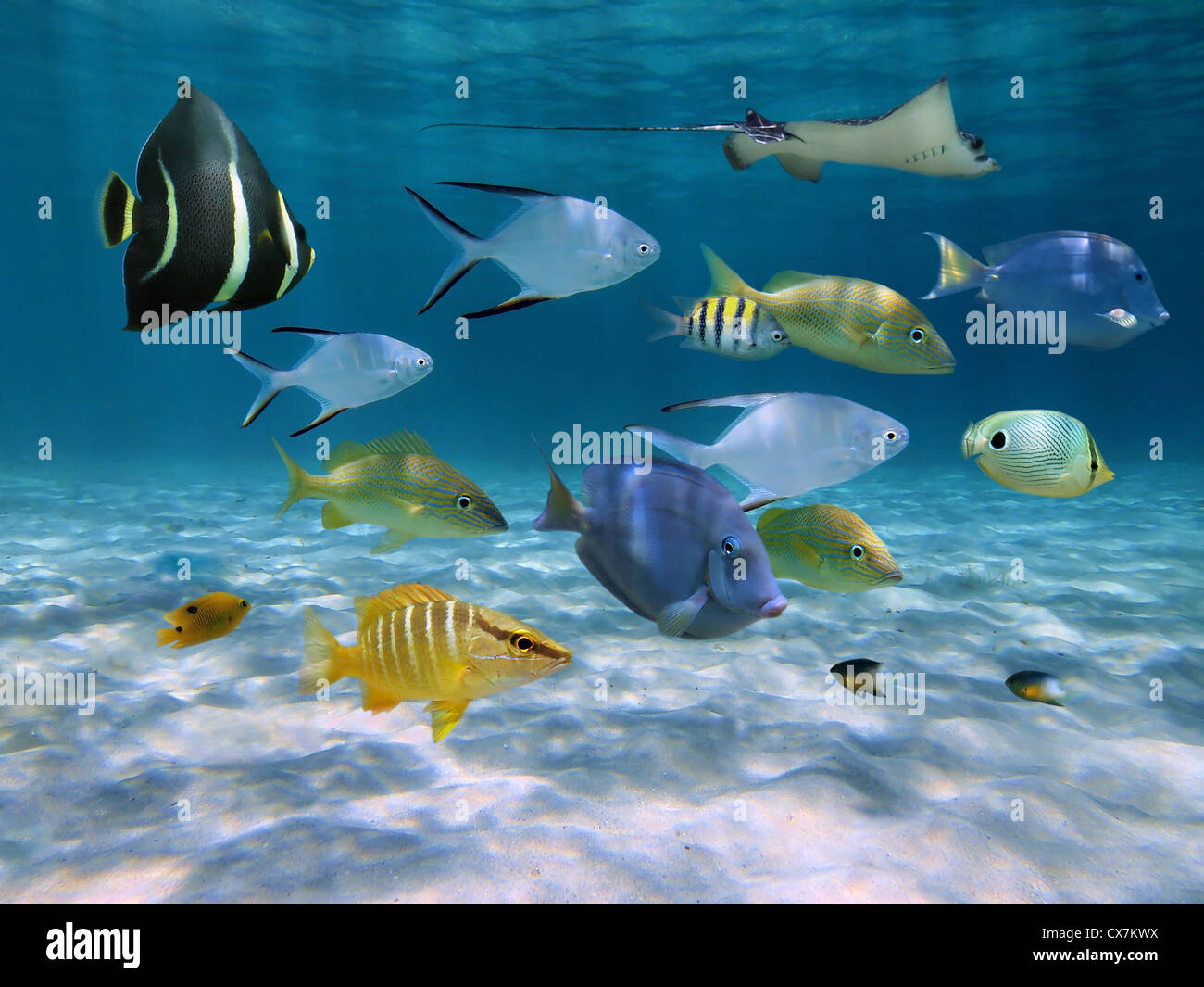 Schule der tropischen Fische über sandigen Meeresboden, Unterwasser Karibik, Panama Stockfoto