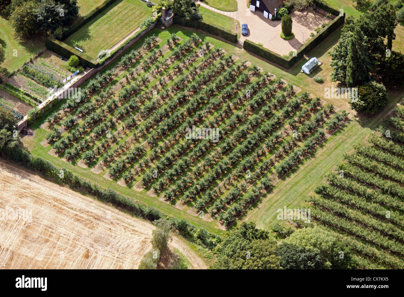 Luftaufnahme von einer Apfelplantage in Kent Stockfoto