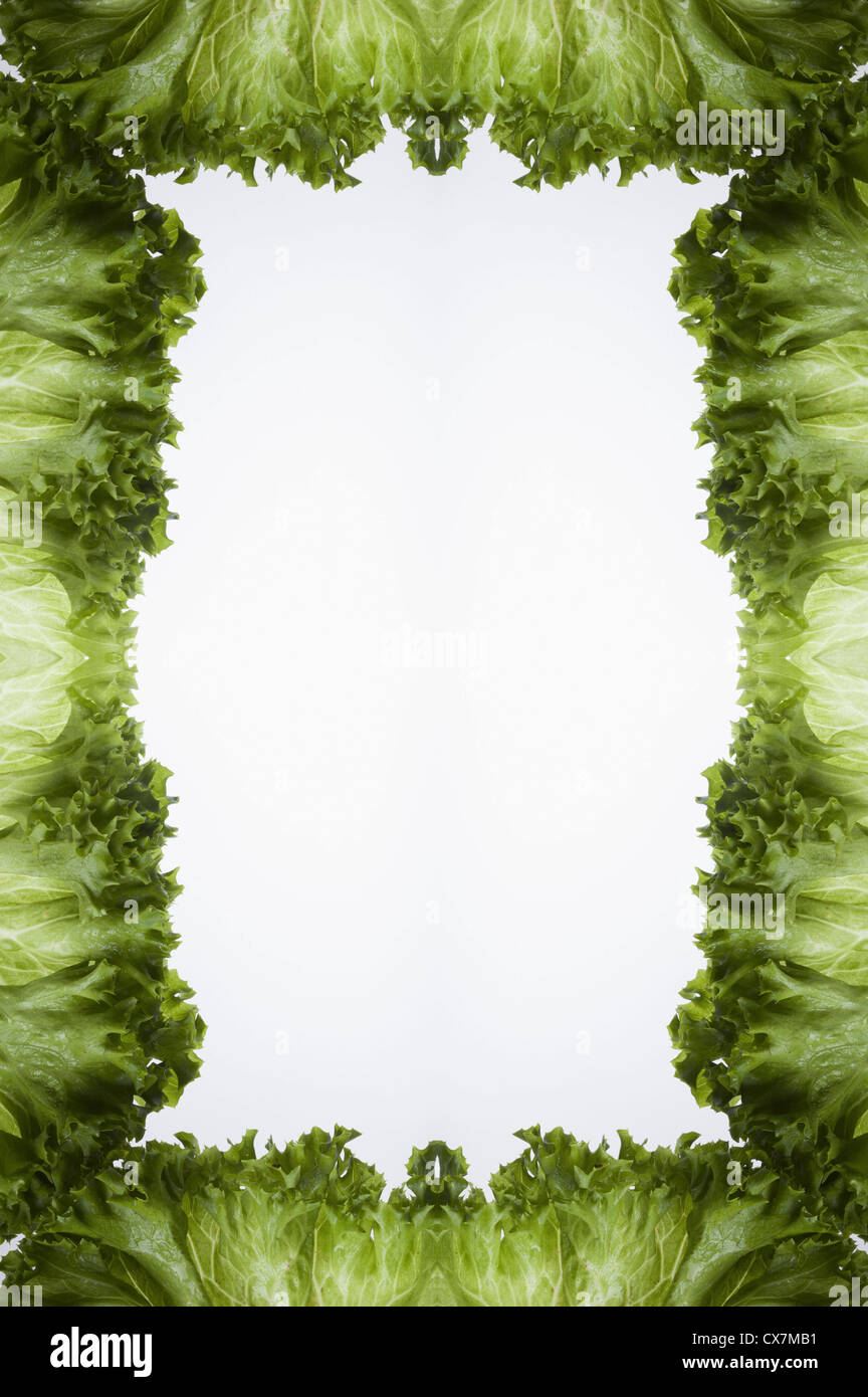 Blätter der grünen Blattsalat, angeordnet in einem Rahmen auf einem Leuchttisch Stockfoto