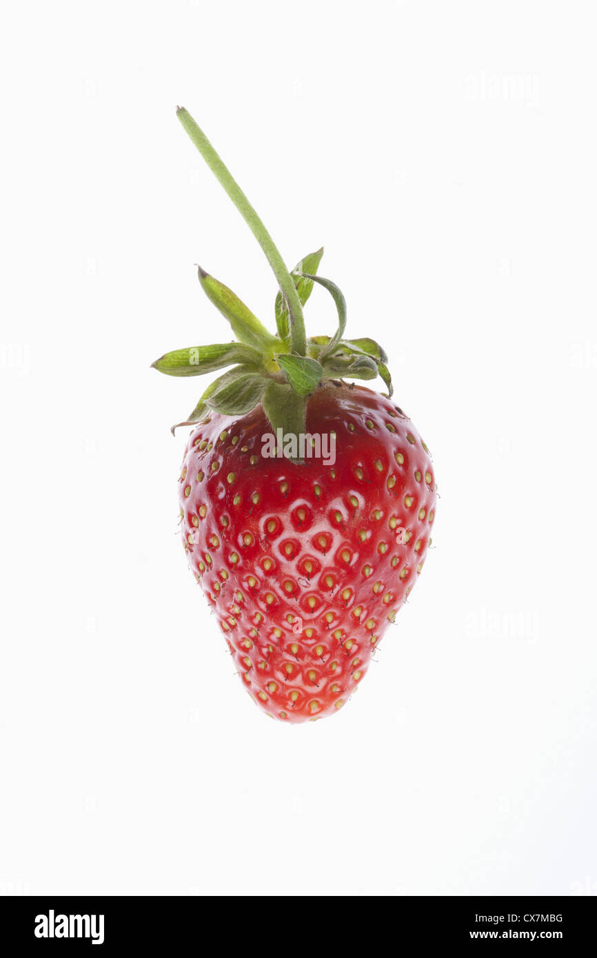 Eine einzige Erdbeere auf weißem Hintergrund Stockfoto