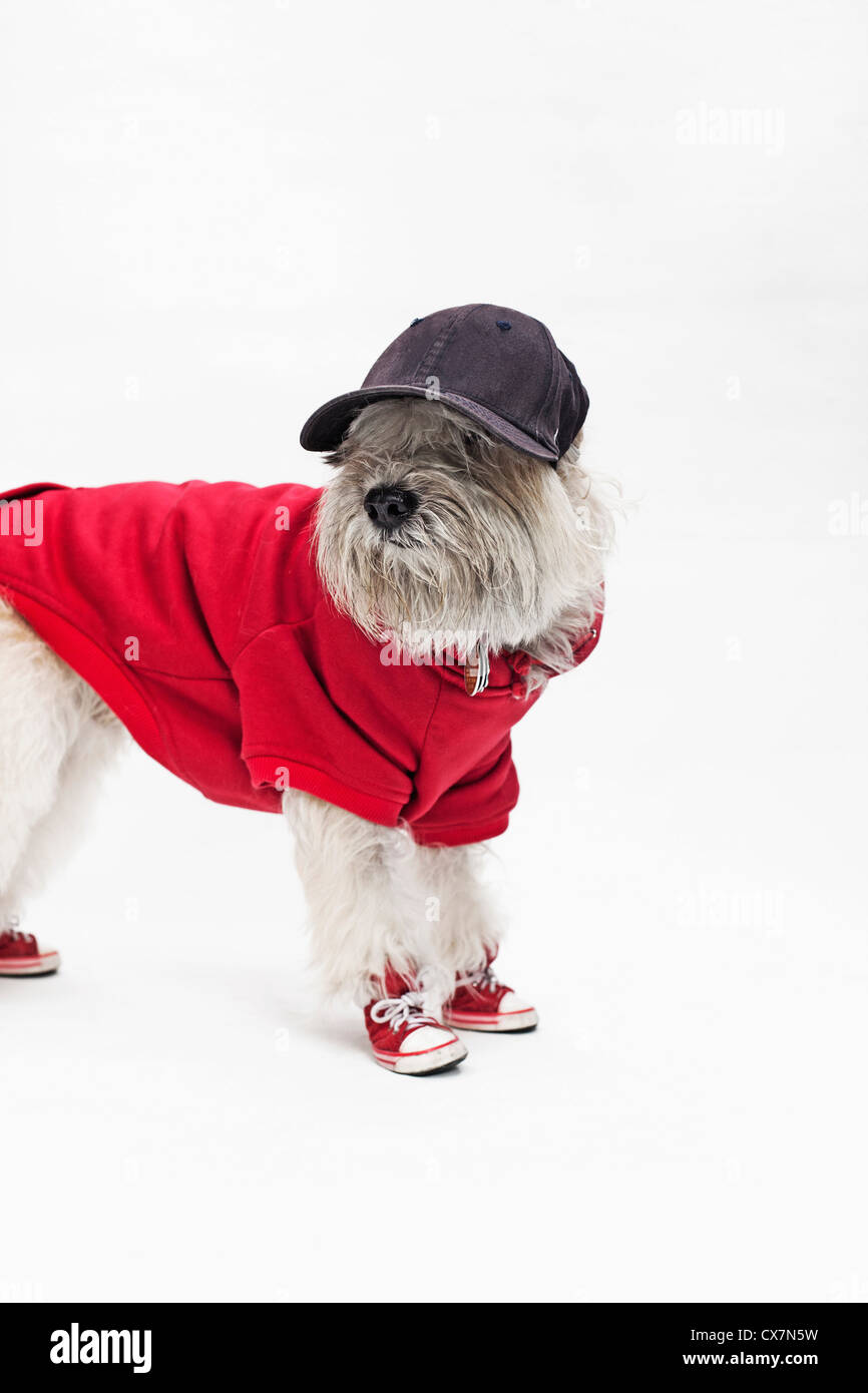 Ein Maltipoo trägt einen Baseball Uniform und Kappe Stockfoto