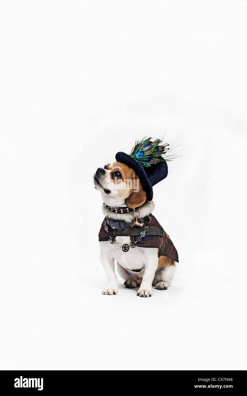 Ein Peagle trägt einen Hut und historischen Kostümen Stockfoto