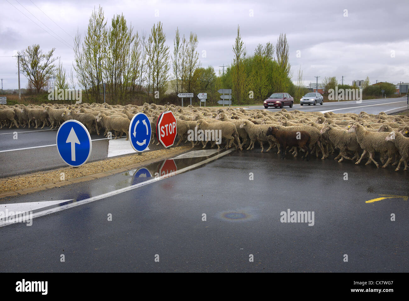 Herde der Schafe überqueren einer Hauptstraße in Spanien. Stockfoto