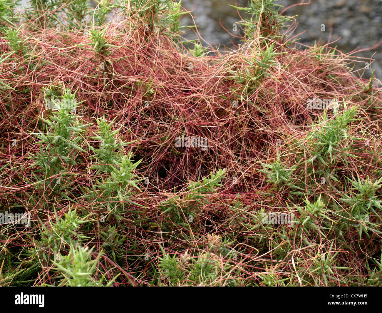 Gemeinsamen Dodder (Cuscuta Epithymum) parasitäre Pflanze, die wächst über Stechginster, Westward Ho!, Devon, UK Stockfoto