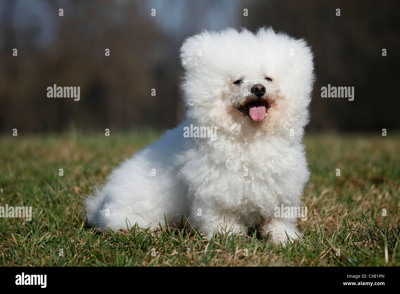 Bichon Frise sitzt Stockfoto