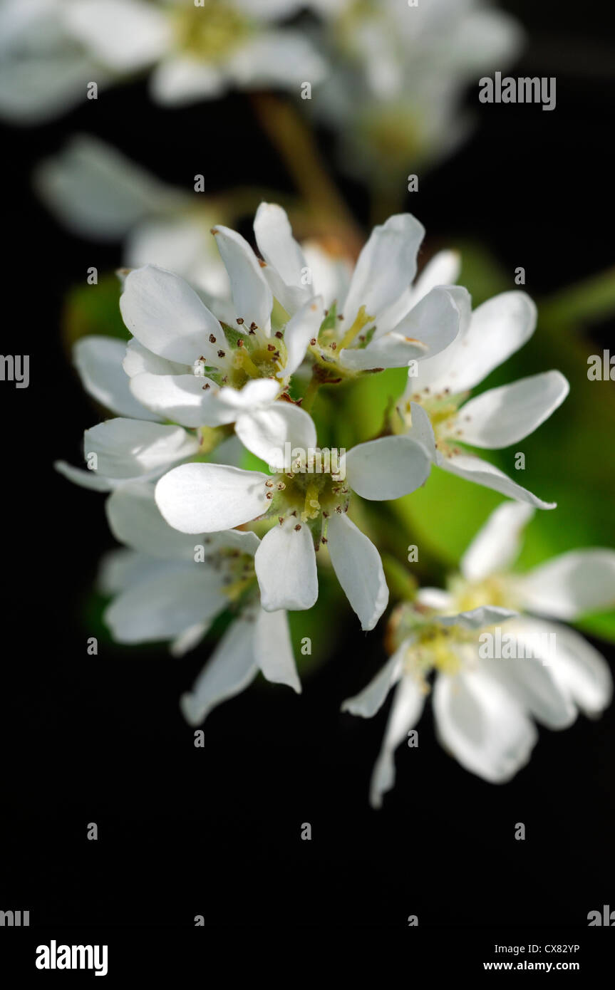 Amelanchier Cretica verschneiten canescens weiße Blumen Blüte Frühjahr blühen, blühen Blüte Garten Baum Stockfoto