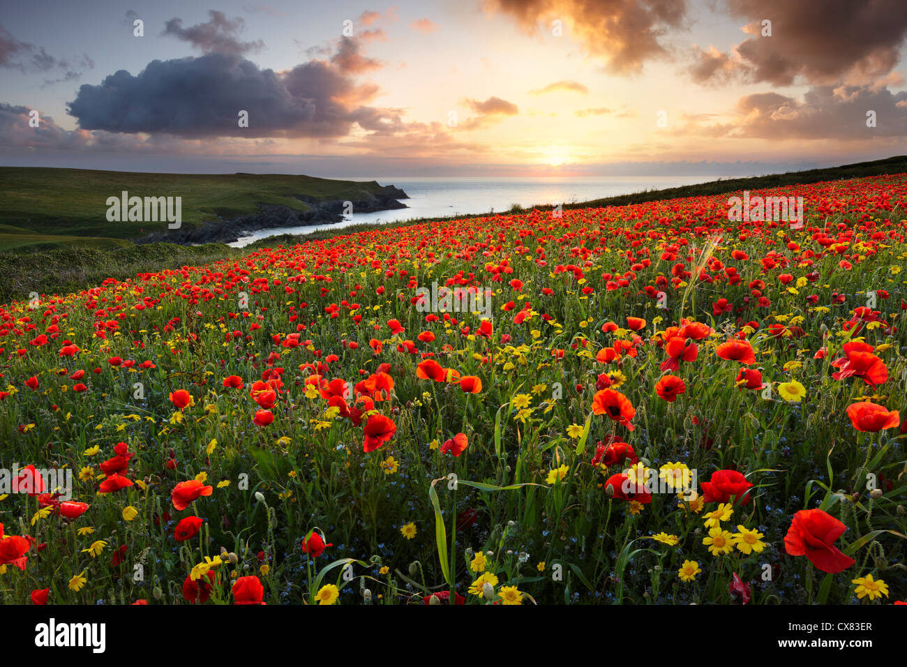Ein kleines Feld von Mohn wächst in North Cornwall Stockfoto