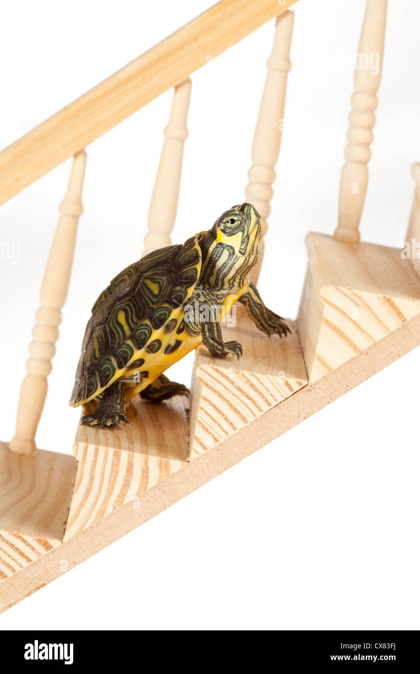 Ehrgeizige Schildkröte bewegt sich mit Ausdauer auf einer Treppe oder Leiter Stockfoto