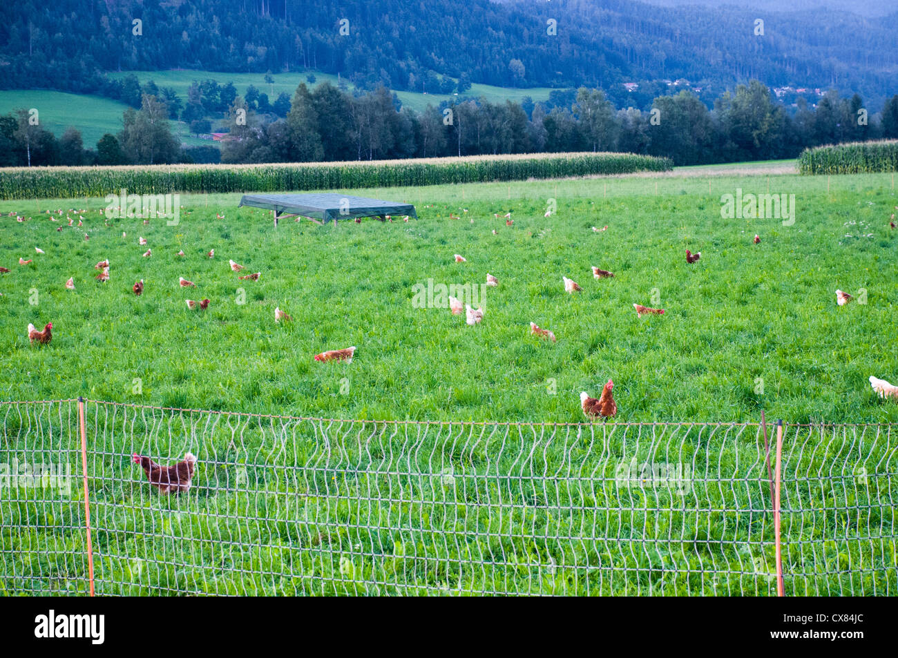 Herde von inländischen freilaufende Hühner (Gallus SP.) Fütterung in einem Hof fotografiert in Tirol Österreich Stockfoto